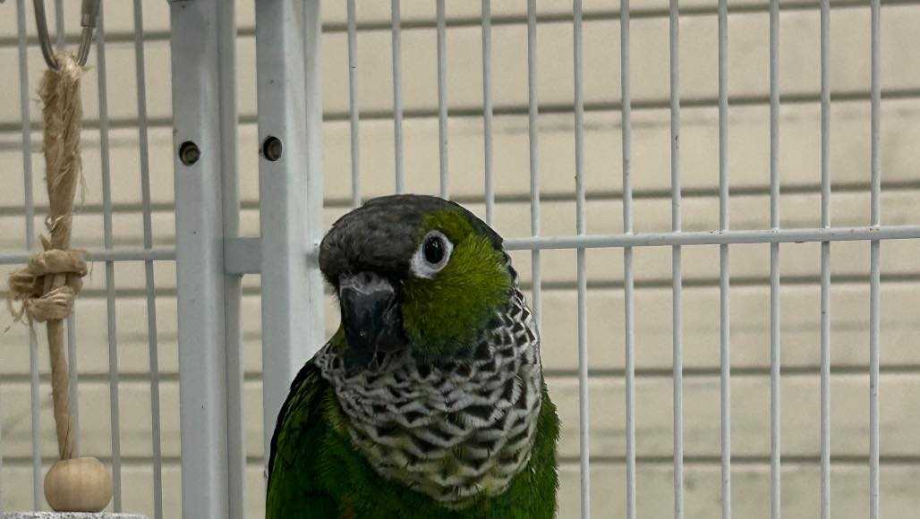 Stuart police arrest suspect in bird theft case
