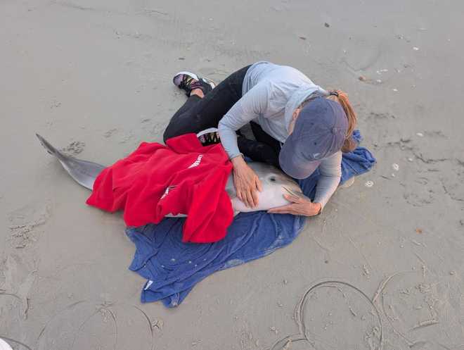 Photos: Stranded baby dolphin rescued in New Smyrna Beach