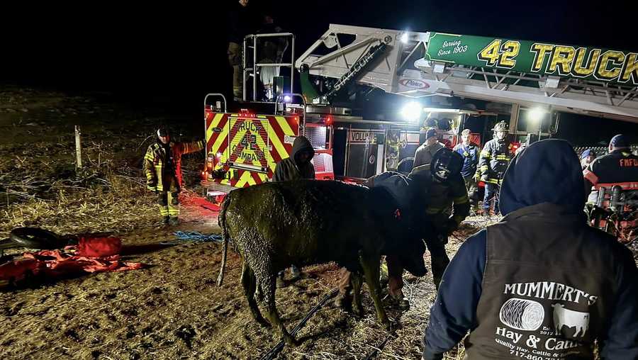 Crews rescue cow trapped in manure pit in freezing temperatures in ...