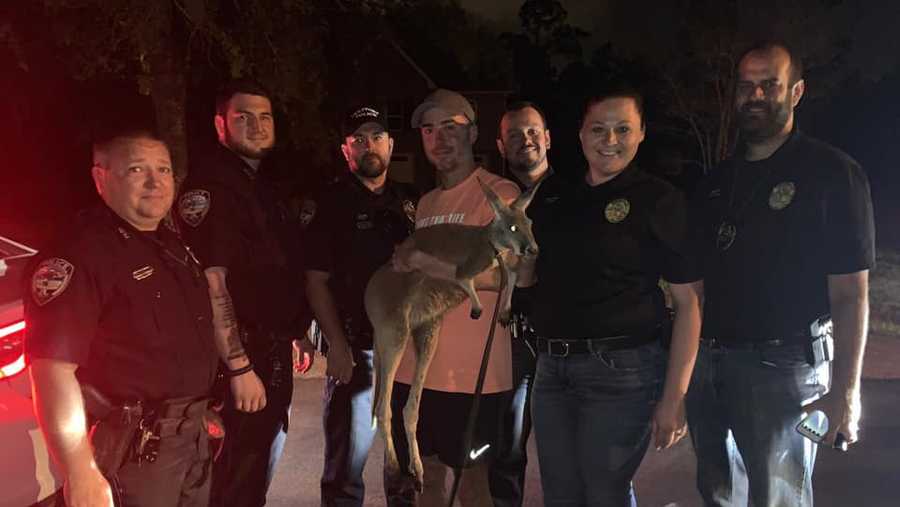 Gulfport Police Department find kangaroo