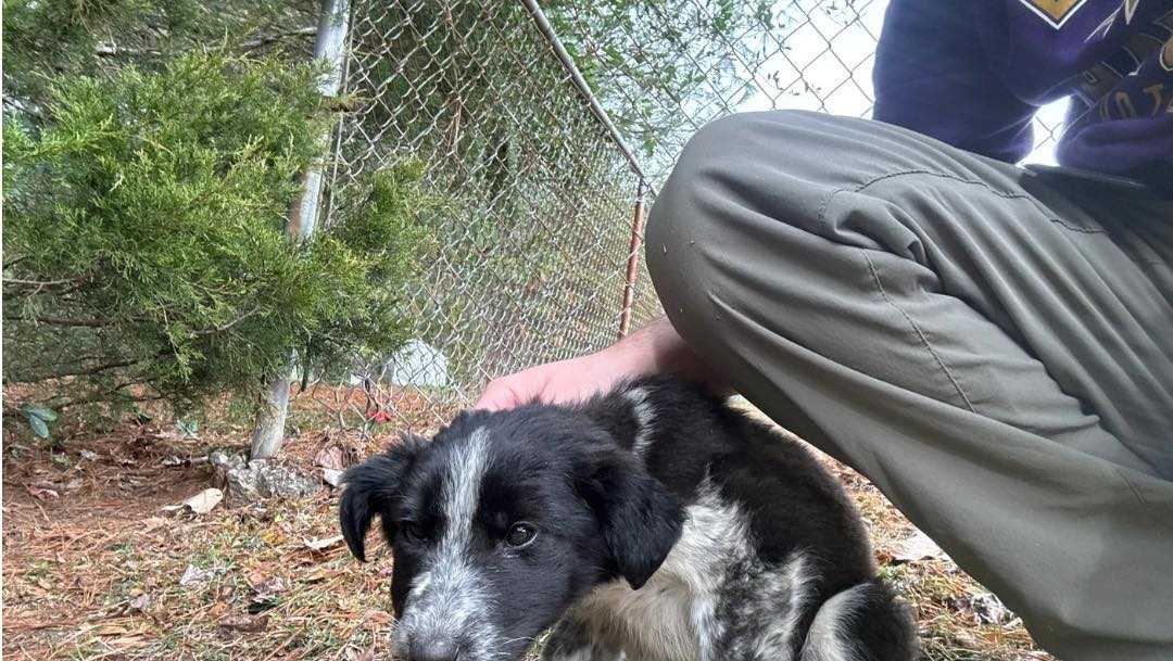 Abandoned puppy found outside in eastern Kentucky clinging to dead sibling