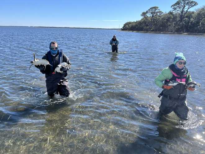 cold-stunned sea turtles rescued in florida's panhandle