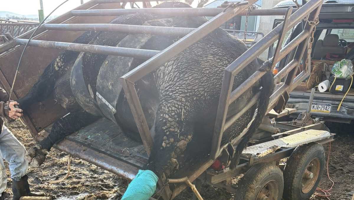 Farm faces challenges in extreme cold after fire injures 2,500-pound bull