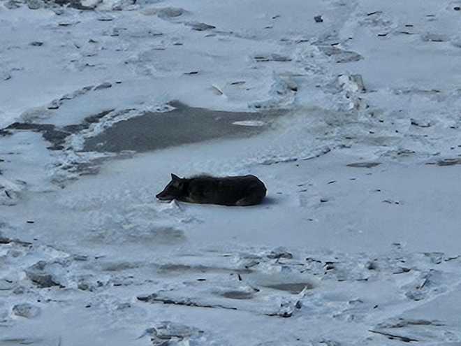 Coyote napping on the Ohio River