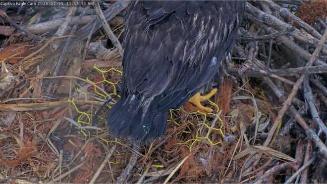 ﻿Chain-link fence debris found in eagle's nest