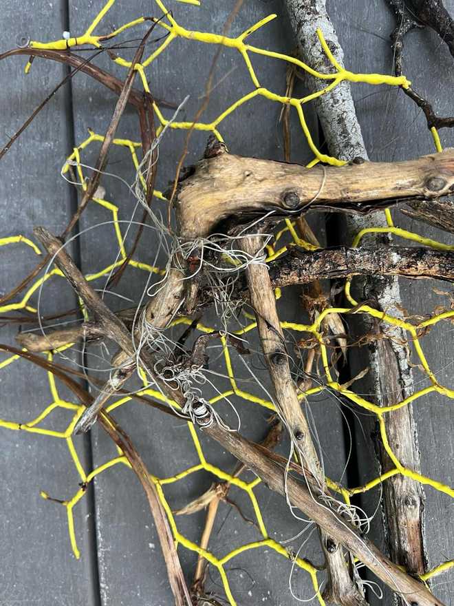﻿Chain-link fence found in the eagle's nest