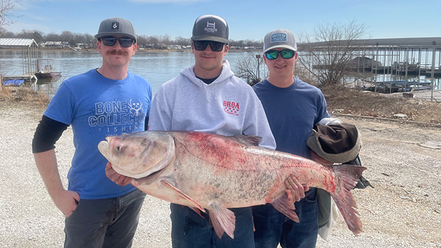 Oklahoma paddlefish guide catches 64-pound bighead carp in lake