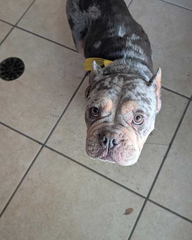 Lost Dogs CCFD