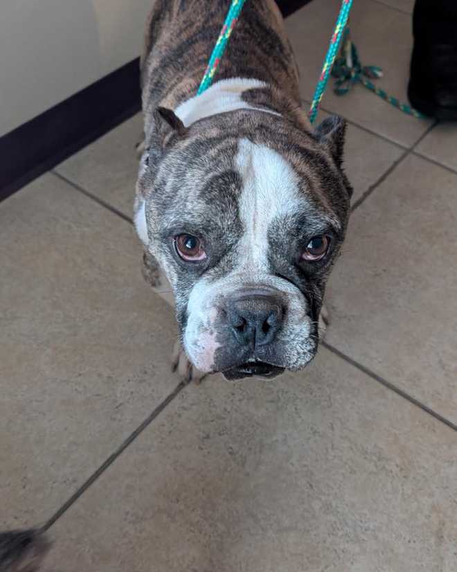 Lost dog CCFD