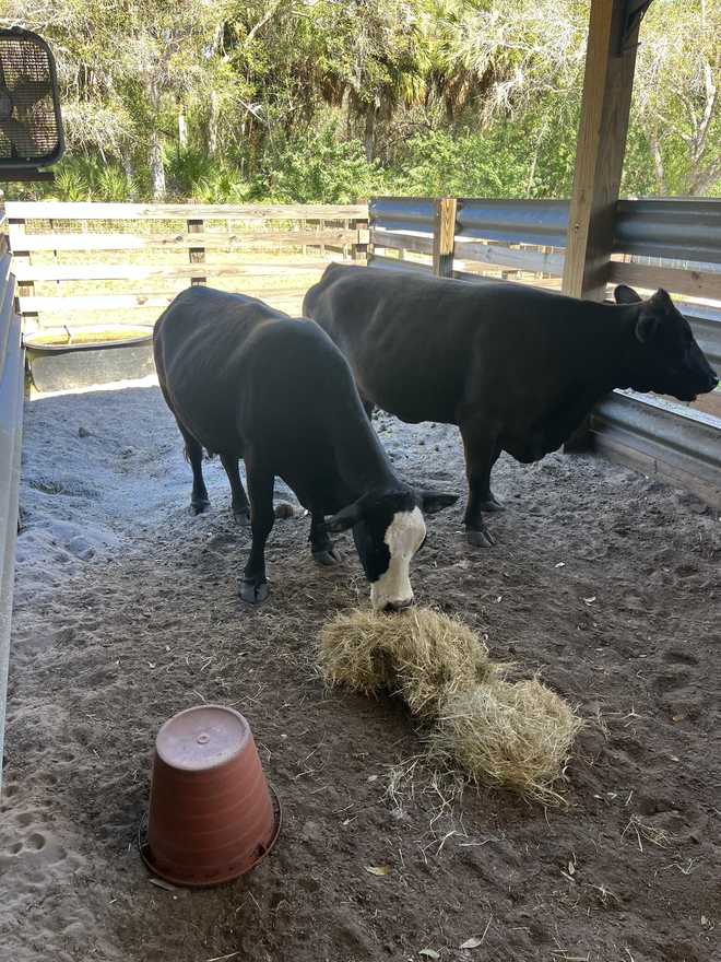 Cows impounded