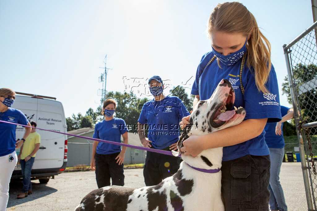 North Carolina: Animal Shelters Take In Dozens Of Dogs