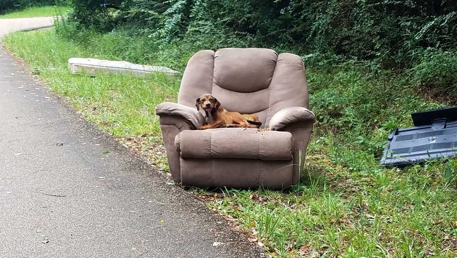 Dog abandoned in Mississippi