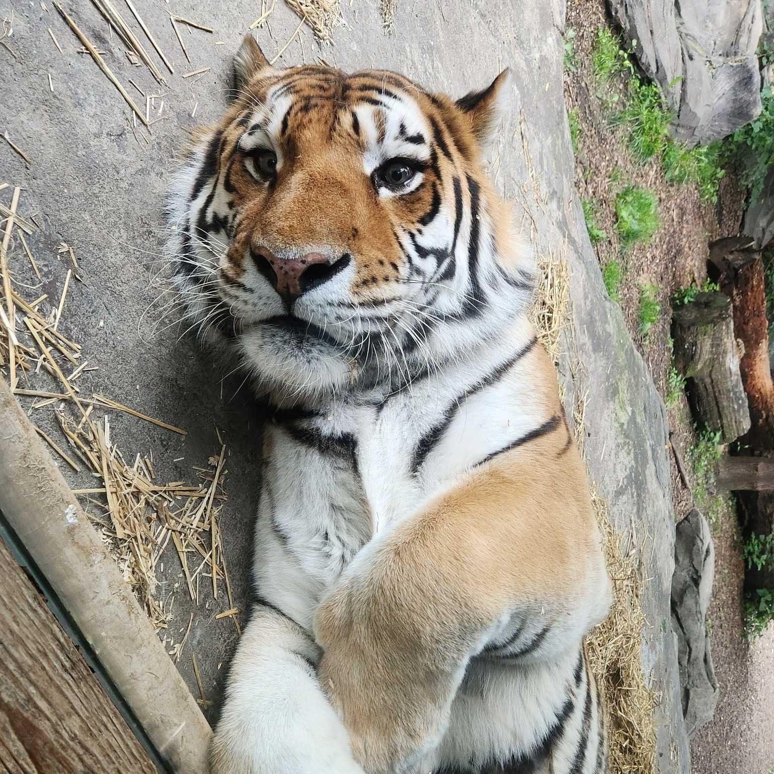 Blank Park Zoo announces death of Amur tiger