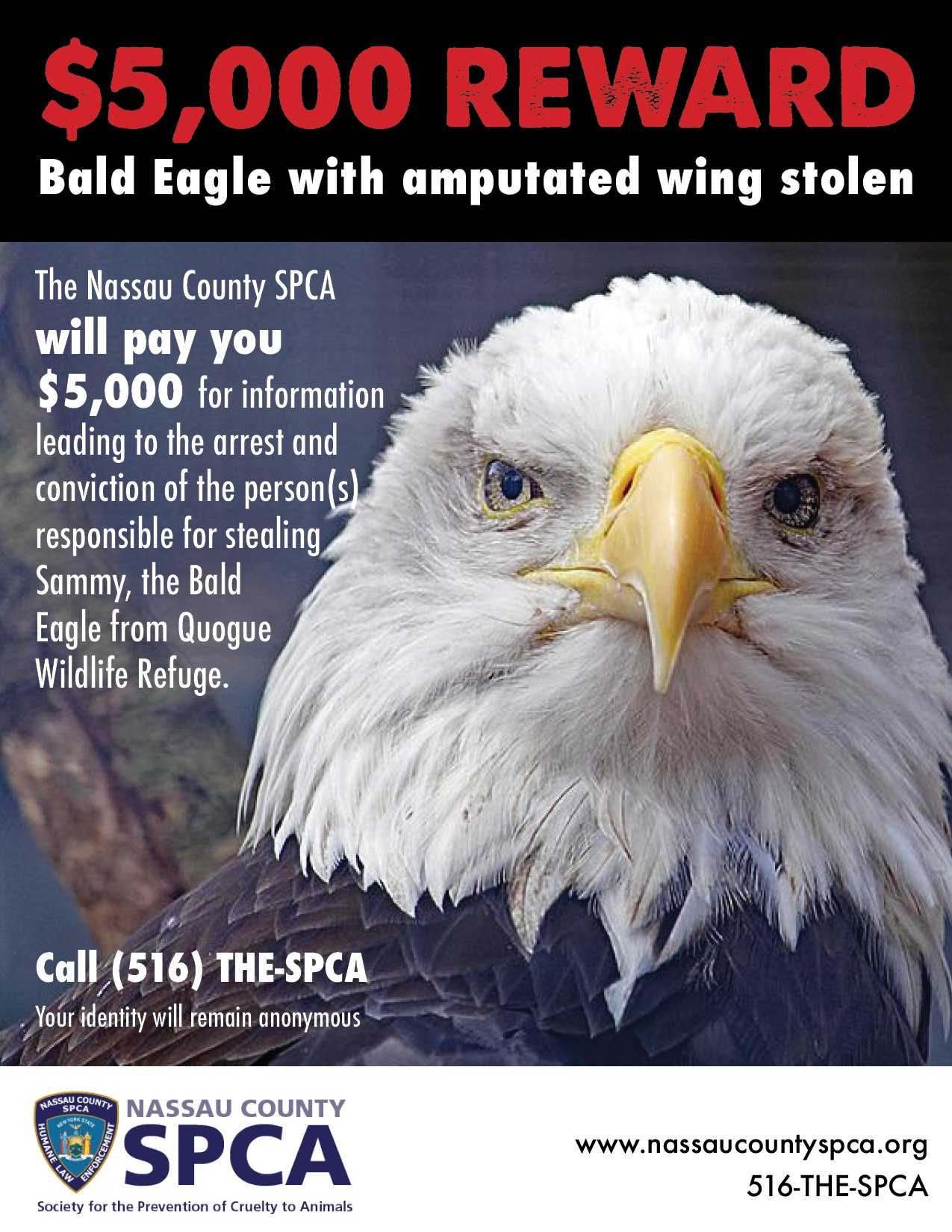 Authorities offering at least $10K for bald eagle with one wing that was  birdnapped