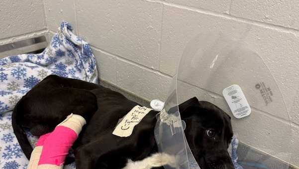 Nebraska Humane Society asking for help after abandoned dog found severely starved in Omaha