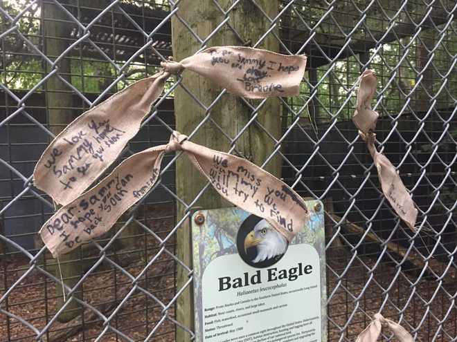 Sammy the bald eagle