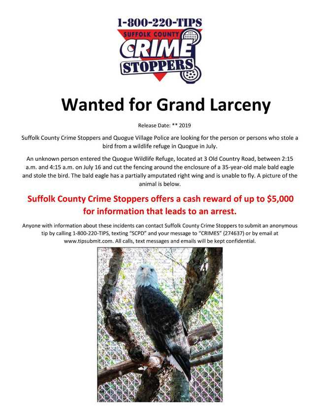 Sammy the bald eagle