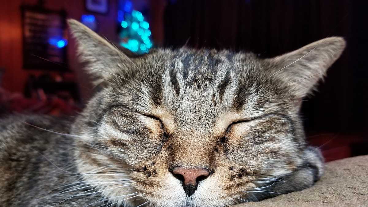 Proof that cats can be purrfect buds