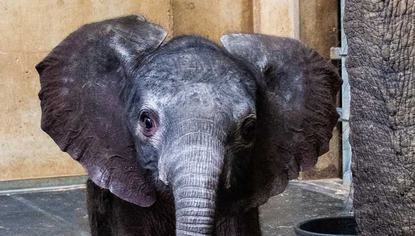 Louisville Zoo shares new photo of baby elephant