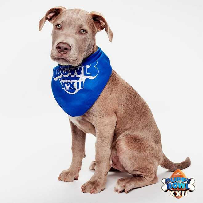 Puppy Bowl XXII: Meet the Iowa dogs in the 2026 Puppy Bowl