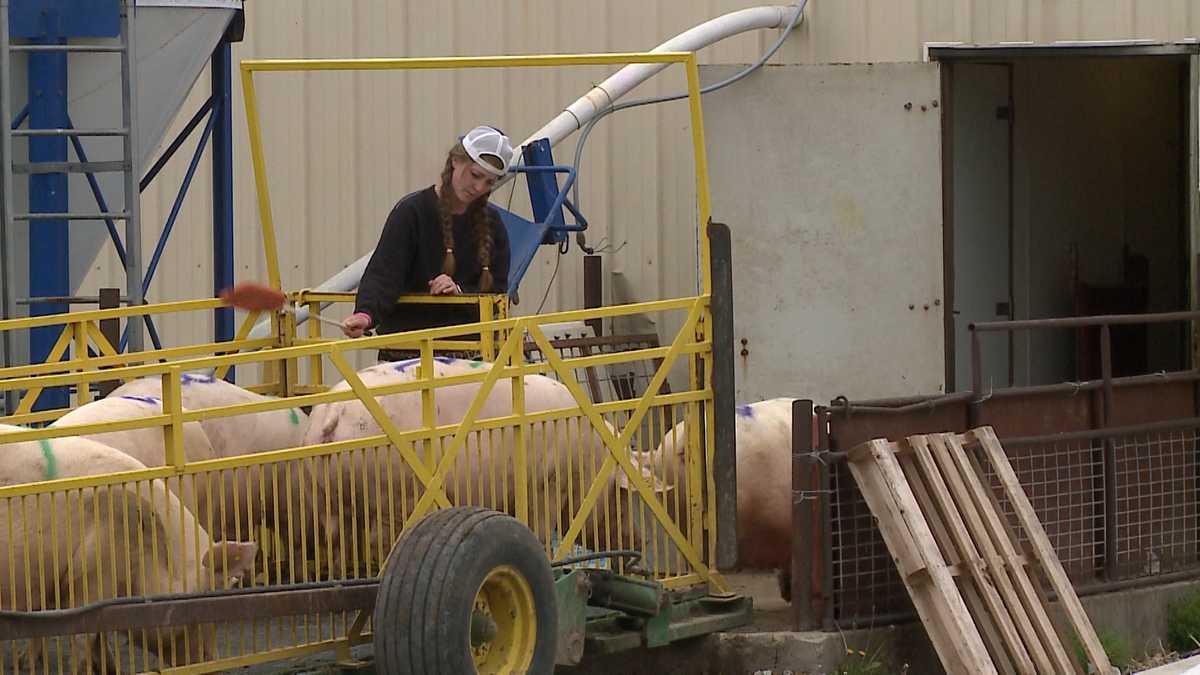 Nebraska farmers forced to consider euthanizing fullgrown hogs or baby