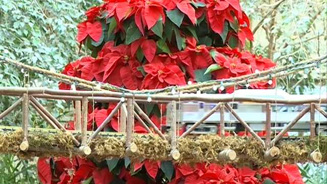 Lauritzen Gardens Holiday Poinsettia Show Runs Through Jan 4
