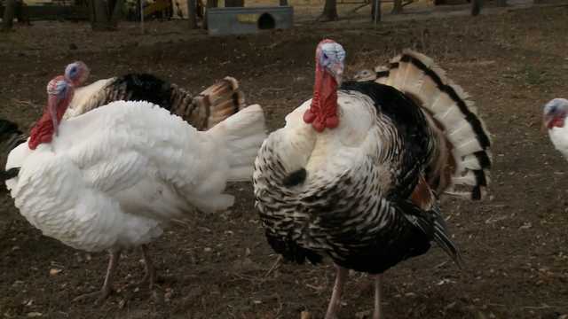 Supply chain issues prompt Thanksgiving turkey alert from grocers - Vimarsana News