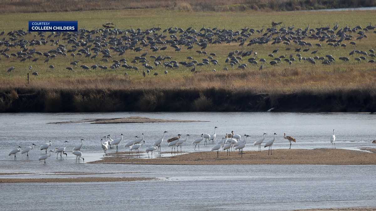 Record number of Whooping Cranes seen in Nebraska