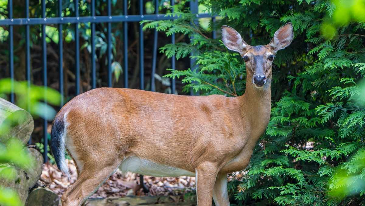 North Carolina wildlife officials warn deer are not pets