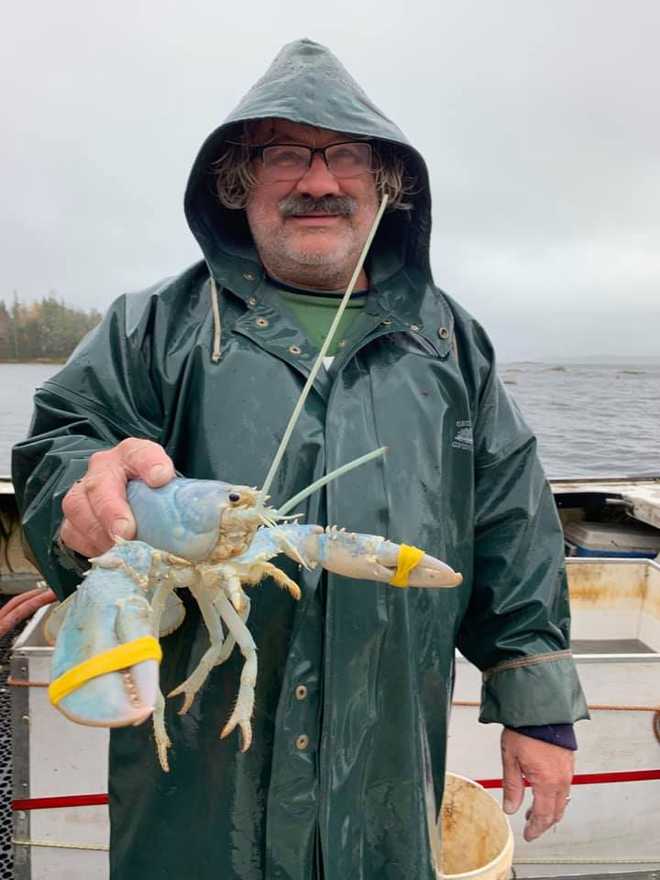 Cotton candy lobster Kim Hartley
