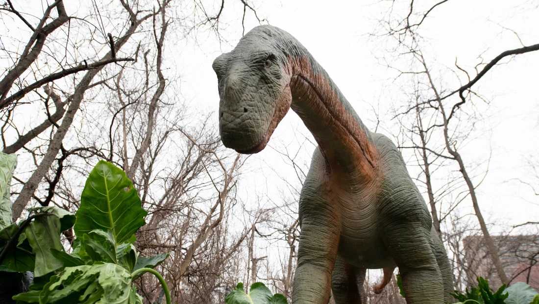 Coming this summer Louisville Zoo hosting largest robotic dinosaur exhibit