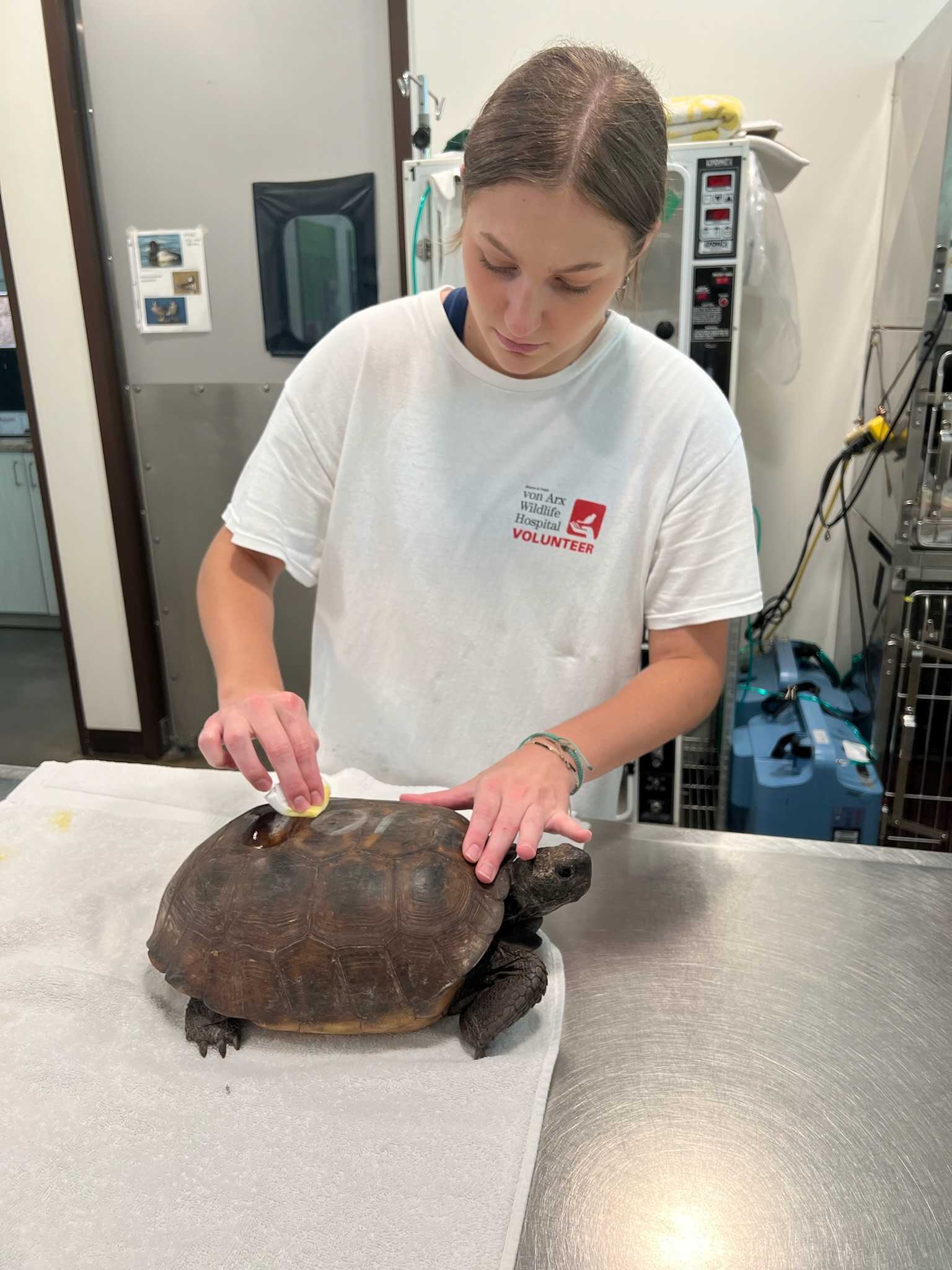 Painted Gopher Tortoise Found In North Naples Construction Site