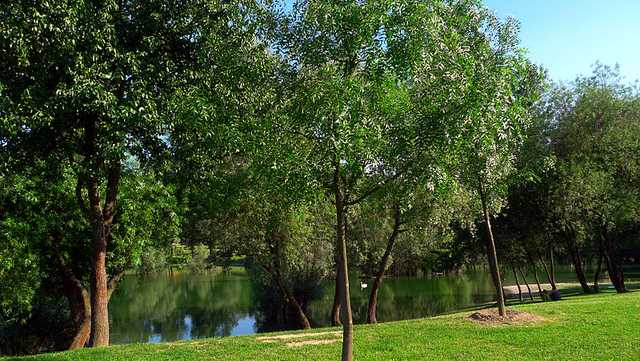 Louisville's tree canopy shows improvement - Vimarsana News