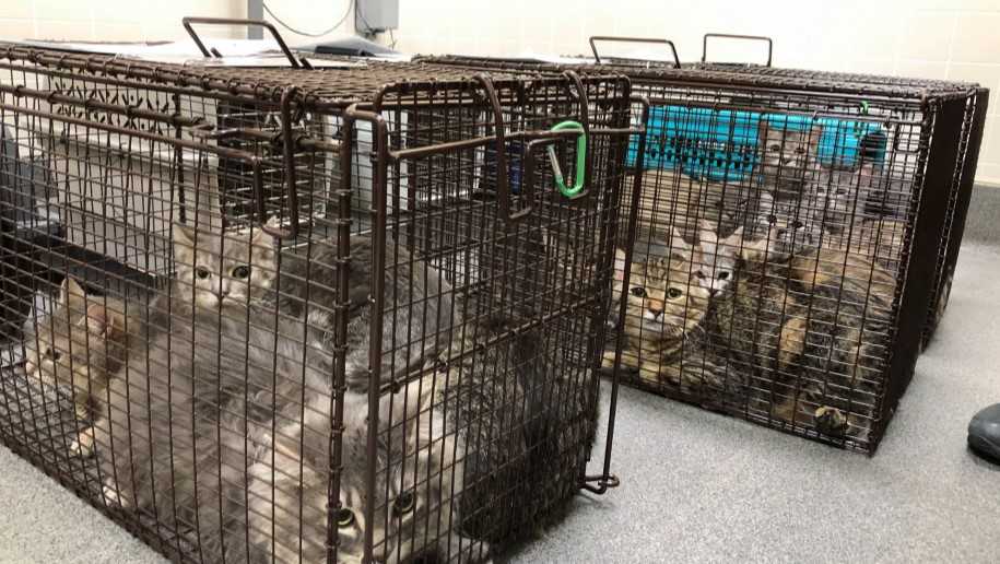 'Cats everywhere' ARL removes 74 cats from Des Moines home