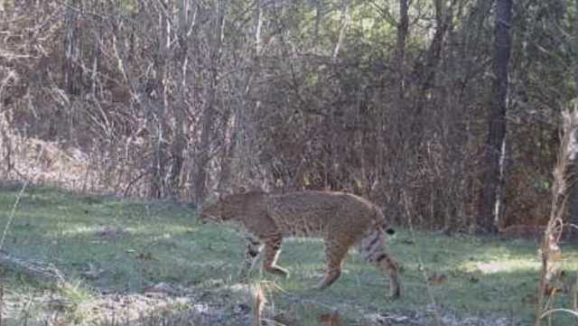 Large bobcat spotted in Alabama - Vimarsana News