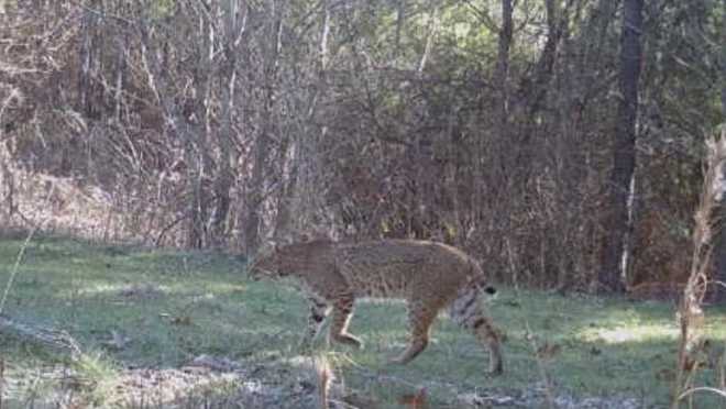 reward-offered-after-radio-collared-research-bobcat-killed-in-arizona