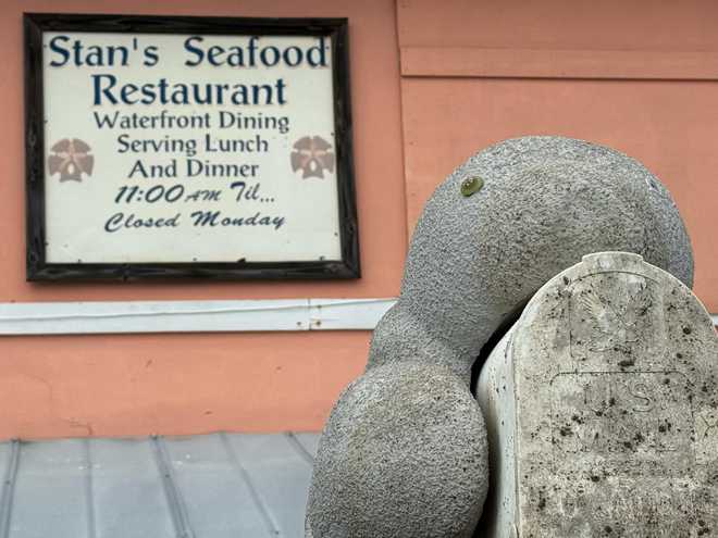﻿Milton the Mailbox Manatee grabbing drinks at Stan's Idle Hour in Goodland.