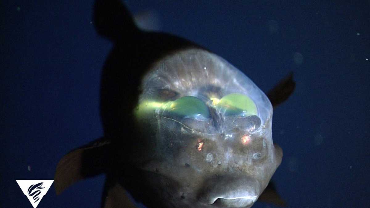 PHOTOS: Bizarre and beautiful deep sea creatures recorded by MBARI