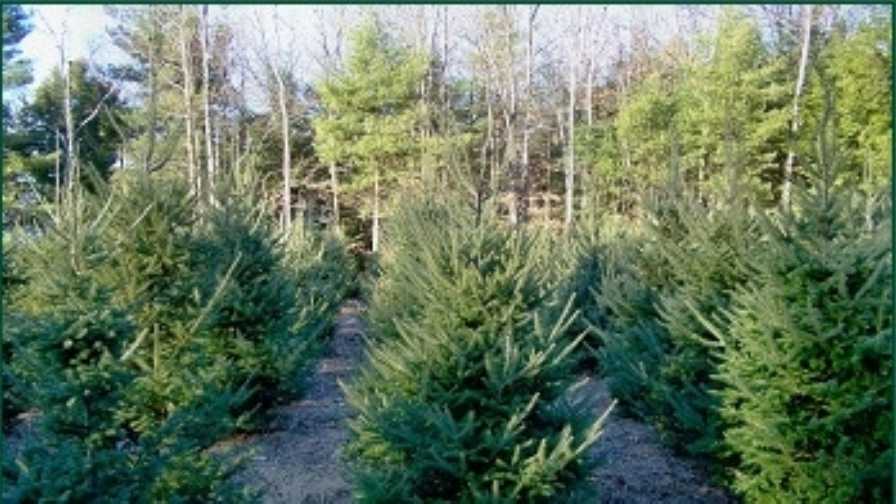 Viewers' Choice 2016: Best Christmas tree farm in New Hampshire