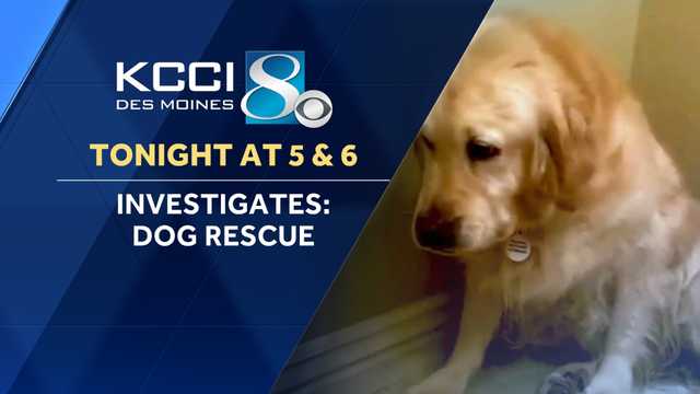 Rescued just in time: Iowa dog's story of survival - Vimarsana News
