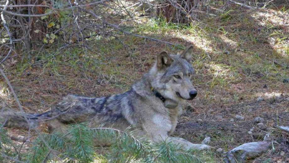 Endangered gray wolf found dead in Northern California