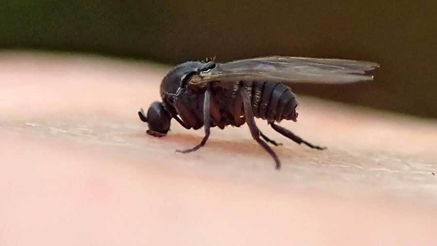 Louisiana black flies