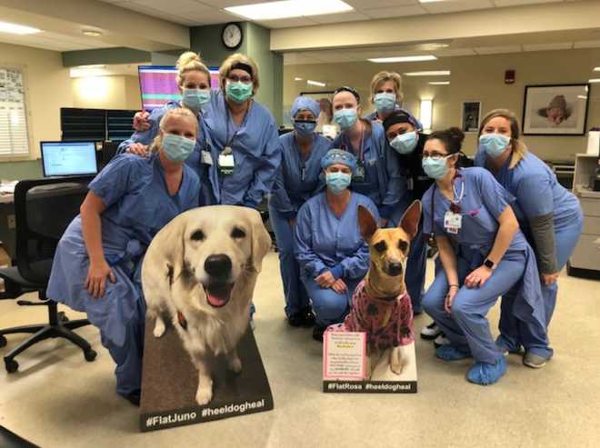 Furry friends back on the job at Norton Children's Hospital
