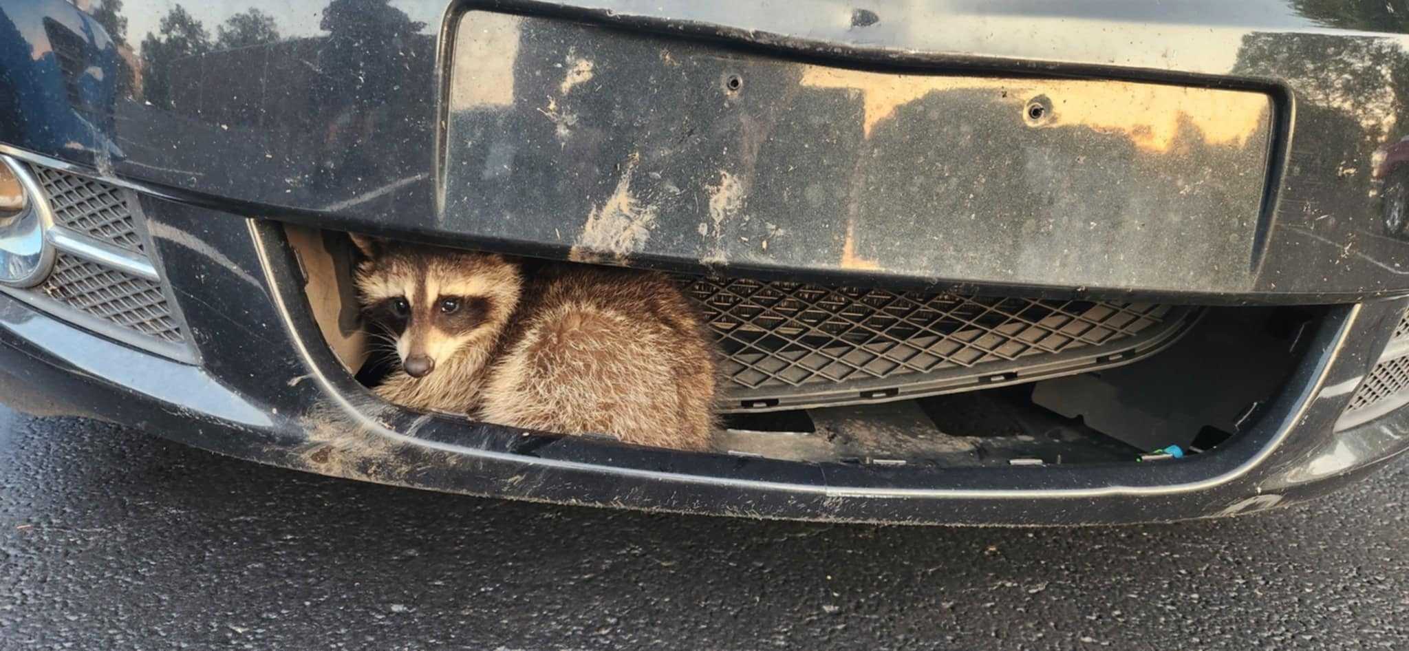 Maine native finds raccoon stuck in the front grille of his car