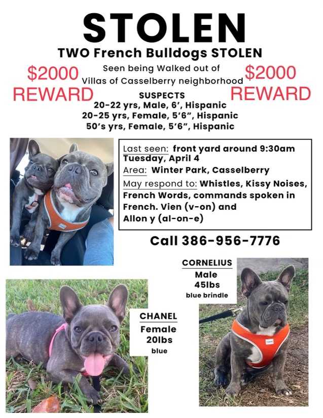 Stolen French Bulldogs' owner pleads for their return to Seminole