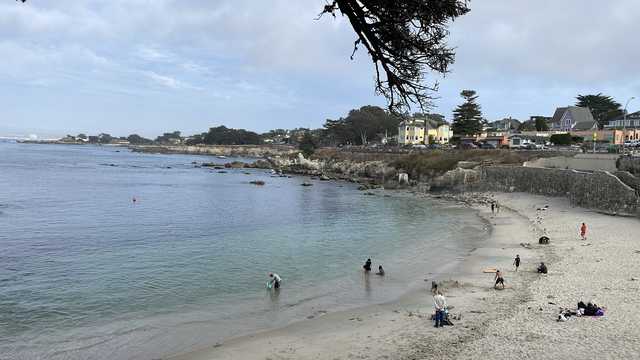 More great white sharks in Monterey Bay caused by climate change - Vimarsana News