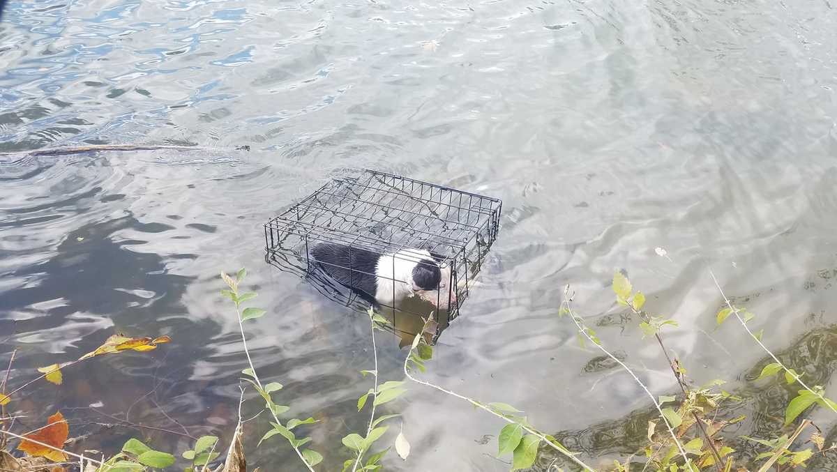 dog lake cage trapped into freezing