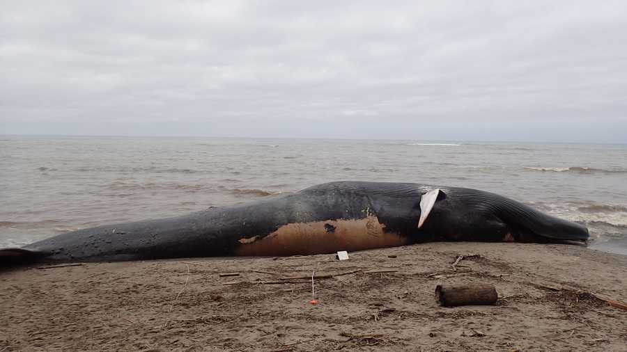 Blue whale washes up on Marin County beach May 26, 2017