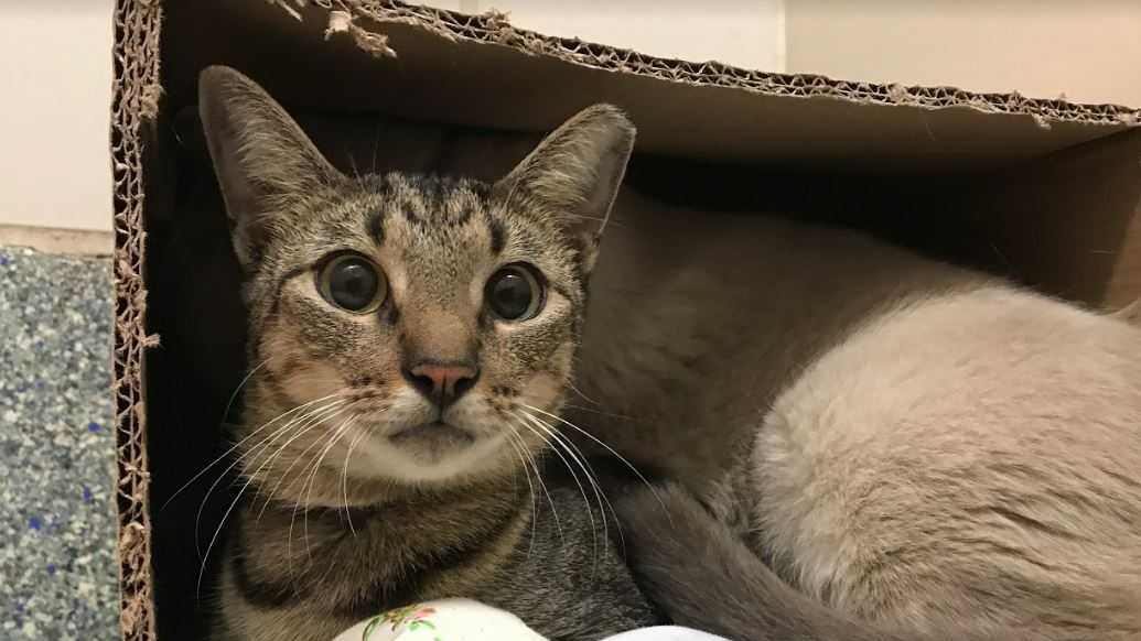 Cats rescued from hurricane-ravaged islands need new homes!