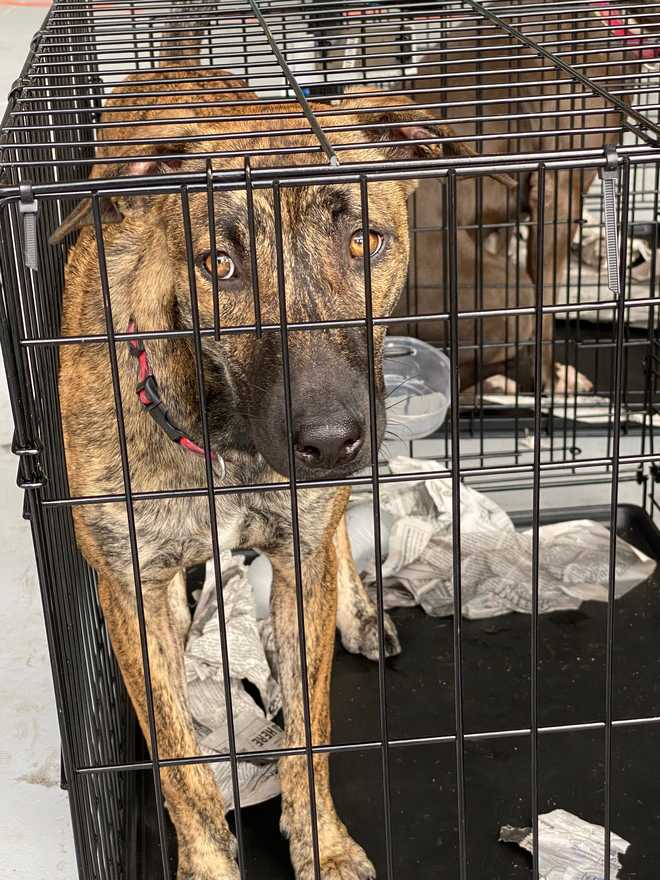 Dozens of pets rescued from St. Thomas after COVID-19, hurricanes in Mass.